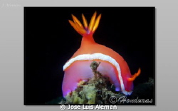 Hypselodoris bullockii by Jose Luis Aleman 